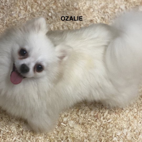 OZALIE spitz Femelle Spitz allemand