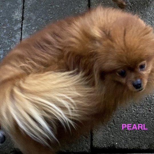 chien Spitz allemand ORANGE PEARL Domaine de la Chantelaie
