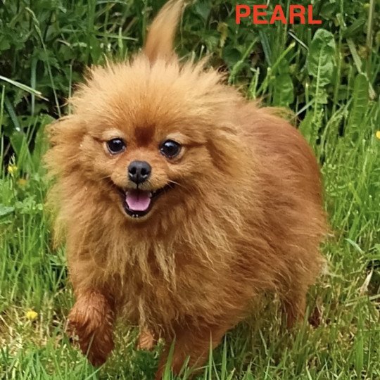chien Spitz allemand ORANGE PEARL Domaine de la Chantelaie