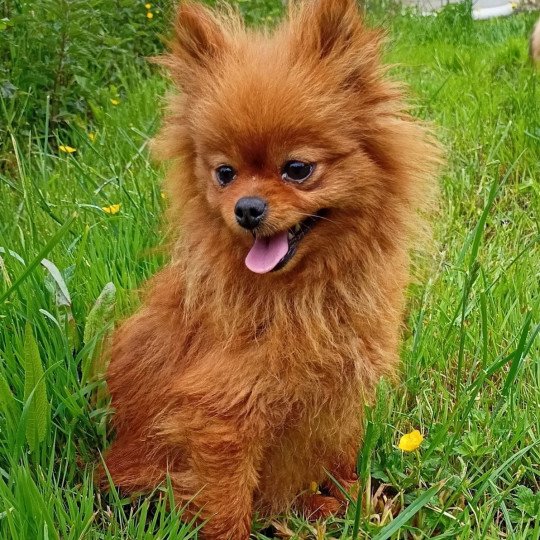 chien Spitz allemand ORANGE PEARL Domaine de la Chantelaie