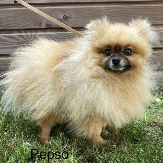 PEPSO spitz Mâle Spitz allemand