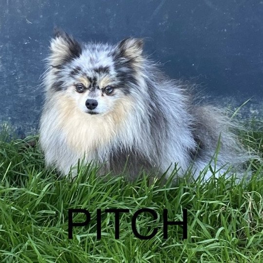 chien Spitz allemand BLEU/MERLE PITCH spitz Domaine de la Chantelaie