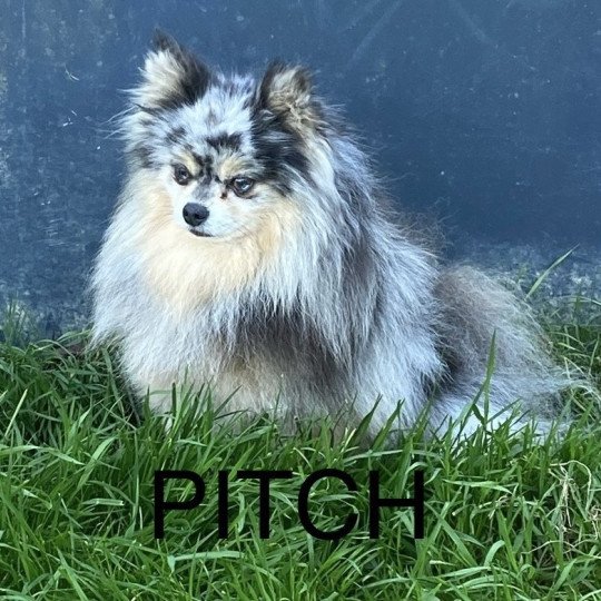 chien Spitz allemand BLEU/MERLE PITCH spitz Domaine de la Chantelaie