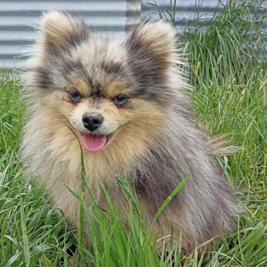 chien Spitz allemand BLEU/MERLE PITCH spitz Domaine de la Chantelaie