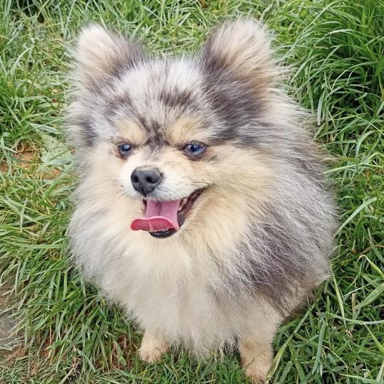 chien Spitz allemand BLEU/MERLE PITCH spitz Domaine de la Chantelaie
