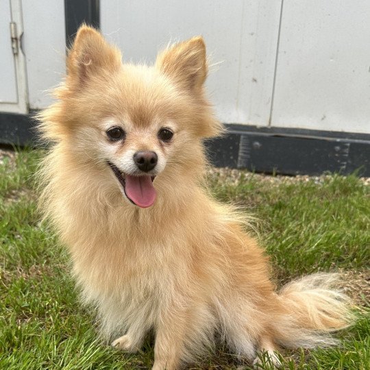 PRALINE spitz Femelle Spitz allemand