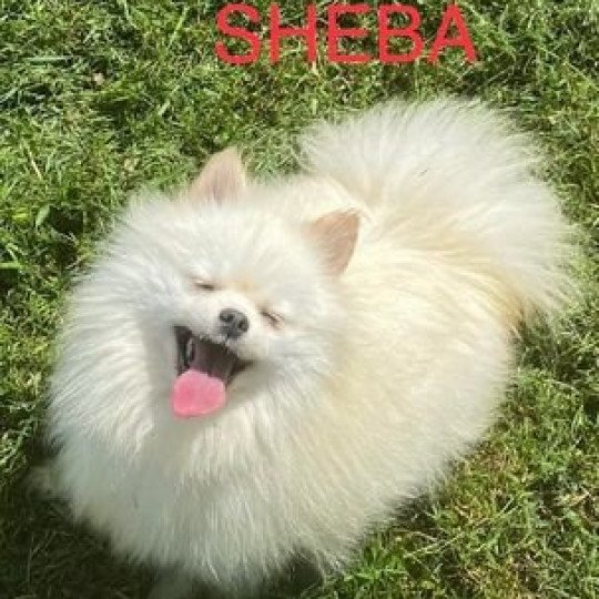 SHEBA spitz Femelle Spitz allemand