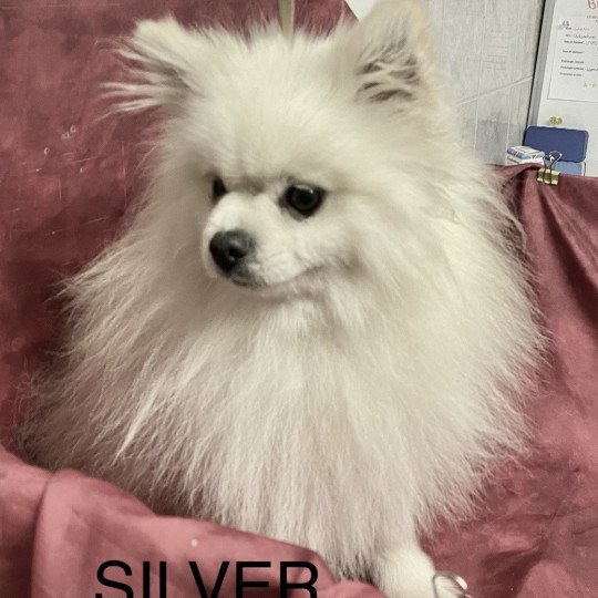 SILVER spitz Mâle Spitz allemand