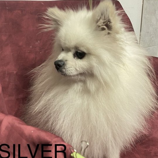 chien Spitz allemand BLANC SILVER spitz Domaine de la Chantelaie