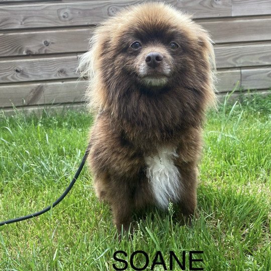 chien Spitz allemand CHOCO SOANE spitz allemand Domaine de la Chantelaie