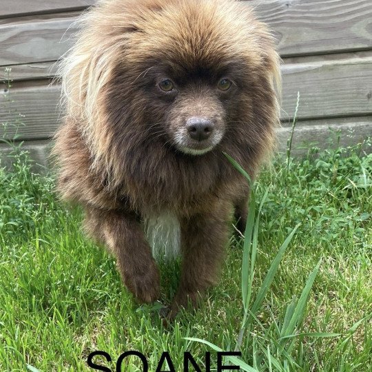chien Spitz allemand CHOCO SOANE spitz allemand Domaine de la Chantelaie