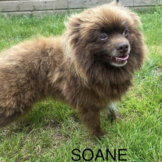 chien Spitz allemand CHOCO SOANE spitz allemand Domaine de la Chantelaie