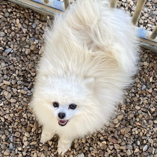 chien Spitz allemand JACK spitz Domaine de la Chantelaie