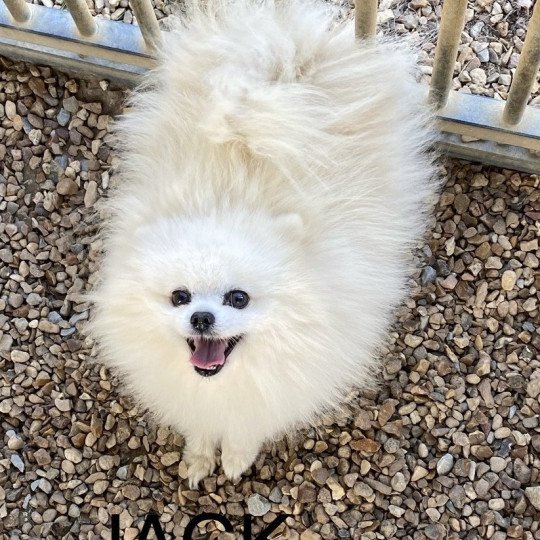 chien Spitz allemand JACK spitz Domaine de la Chantelaie