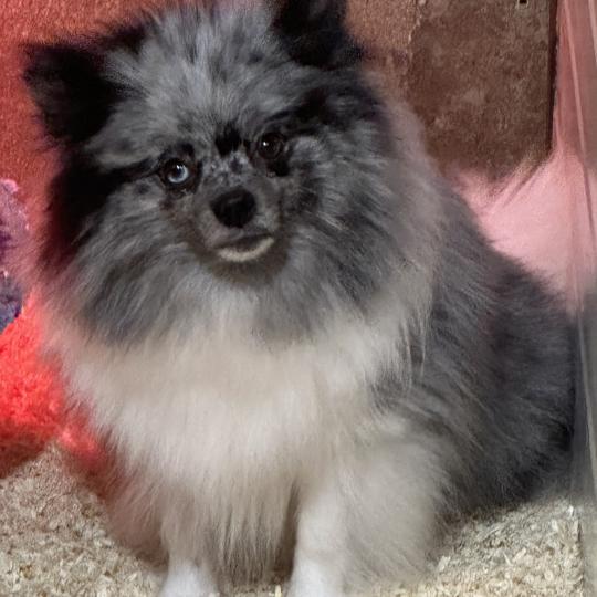 chien Spitz allemand GRIS/MERLE SYBELLE spitz allemand Domaine de la Chantelaie