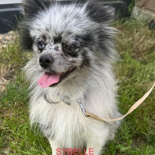 SYBELLE spitz allemand Femelle Spitz allemand