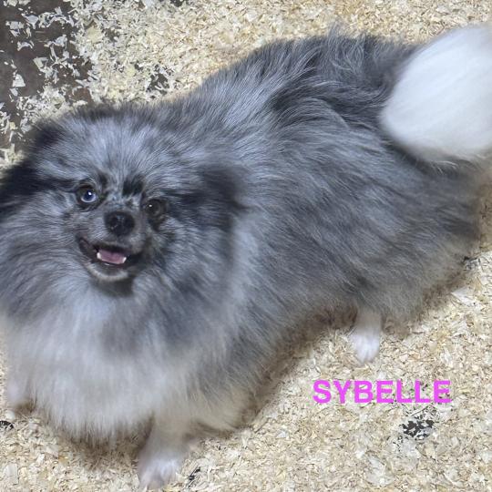 chien Spitz allemand GRIS/MERLE SYBELLE spitz allemand Domaine de la Chantelaie