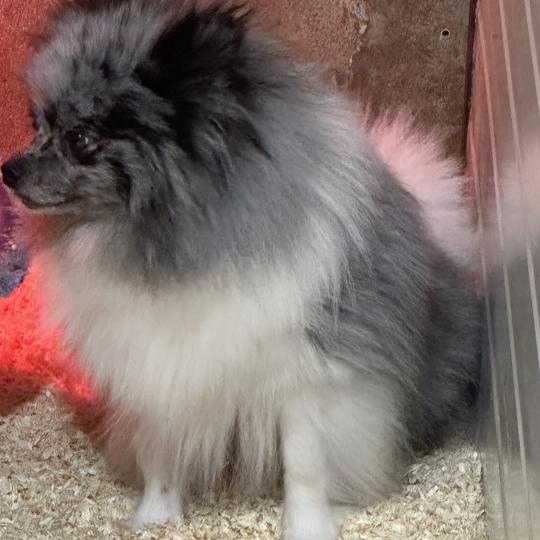 chien Spitz allemand GRIS/MERLE SYBELLE spitz allemand Domaine de la Chantelaie
