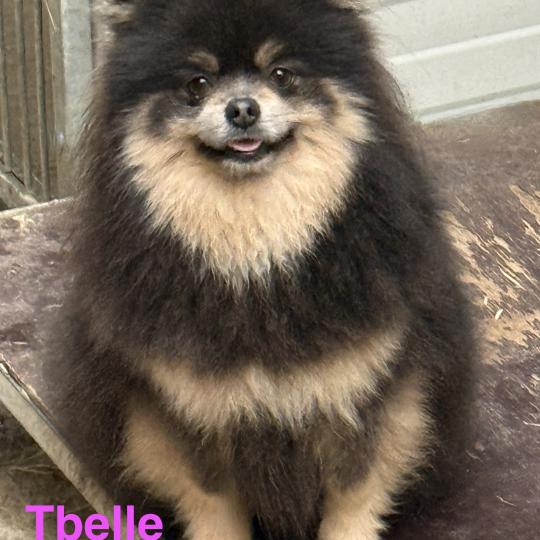 TBELLE spitz allemand Femelle Spitz allemand