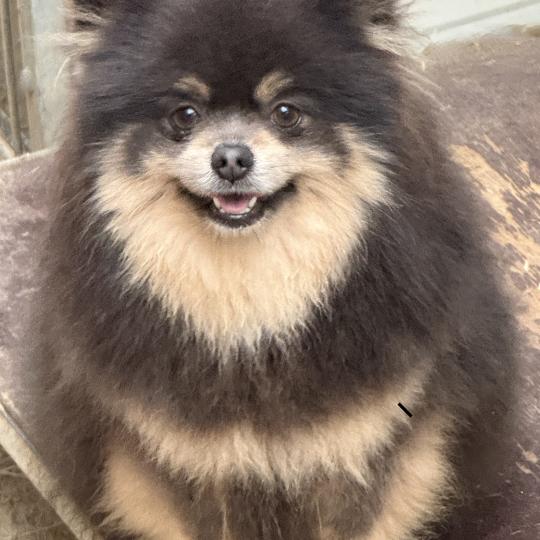 chien Spitz allemand BLEU/TAN TBELLE spitz allemand Domaine de la Chantelaie