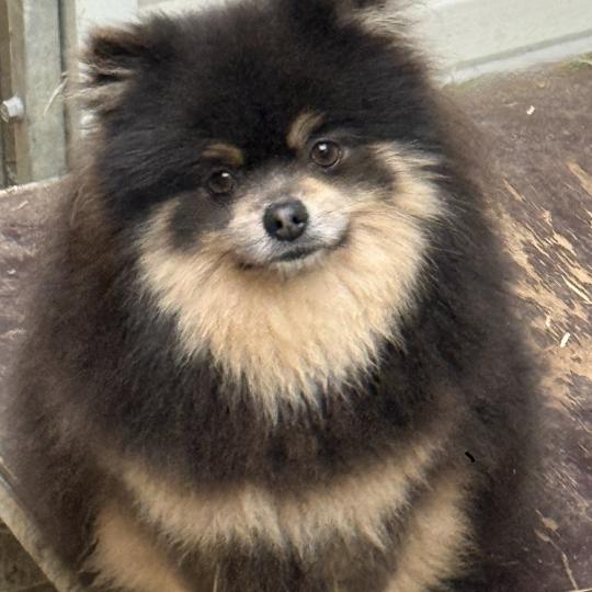 chien Spitz allemand BLEU/TAN TBELLE spitz allemand Domaine de la Chantelaie