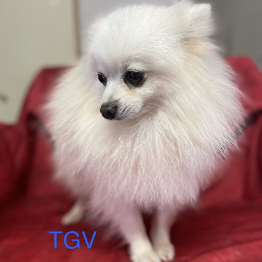 chien Spitz allemand Blanc TGV spitz allemand Domaine de la Chantelaie