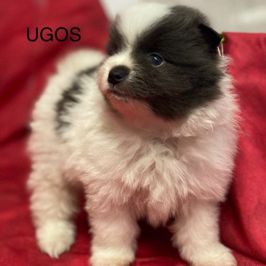 UGOS spitz allemand Mâle Spitz allemand