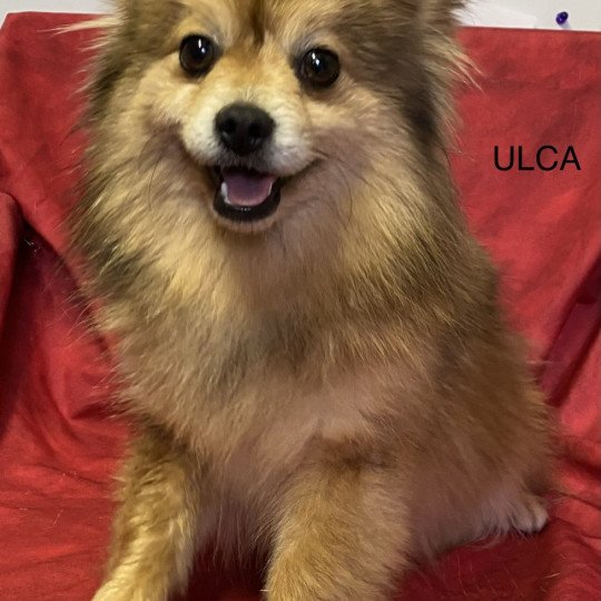 chien Spitz allemand ULCA Spitz Domaine de la Chantelaie