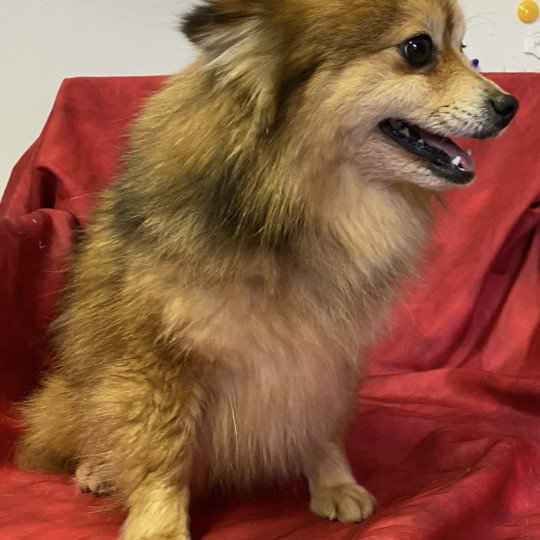 chien Spitz allemand ULCA Spitz Domaine de la Chantelaie