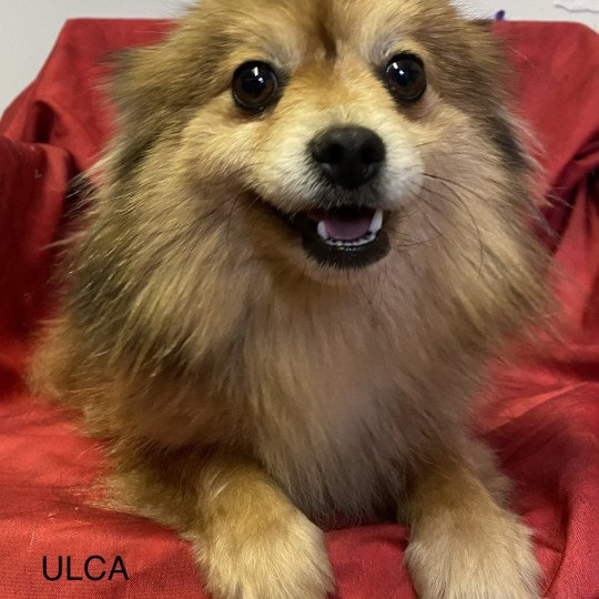 chien Spitz allemand ULCA Spitz Domaine de la Chantelaie