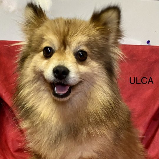 ULCA Spitz Femelle Spitz allemand