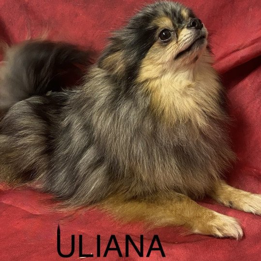 chien Spitz allemand ULIANA spitz merle Domaine de la Chantelaie