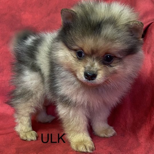 ULK spitz allemand Mâle Spitz allemand