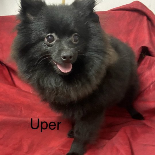 UPER Spitz nain Mâle Spitz allemand