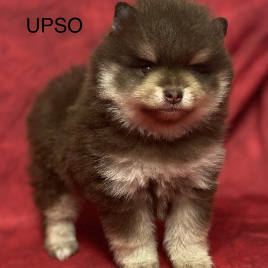 UPSO spitz allemand Mâle Spitz allemand