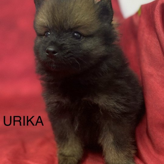 URIKA spitz allemand Femelle Spitz allemand