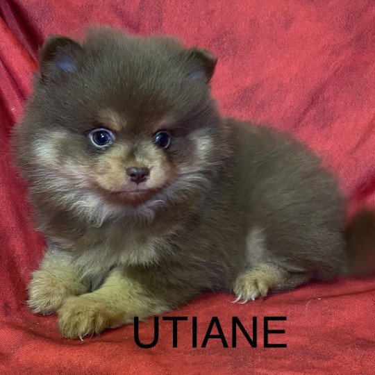 UTIANE spitz allemand Femelle Spitz allemand