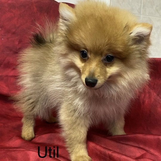 UTIL spitz petit Mâle Spitz allemand