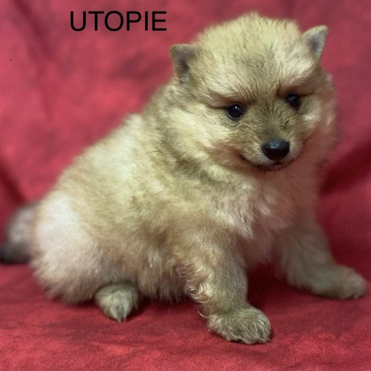 UTOPIE spitz allemand Femelle Spitz allemand