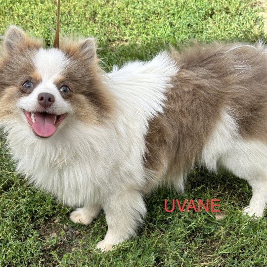 chien Spitz allemand blanc et chocolat Tan UVANE spitz Domaine de la Chantelaie