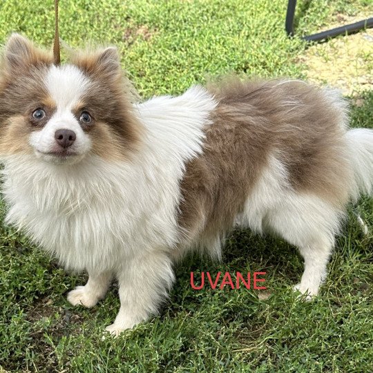 chien Spitz allemand blanc et chocolat Tan UVANE spitz Domaine de la Chantelaie