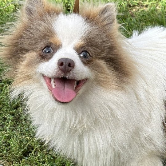UVANE spitz Femelle Spitz allemand