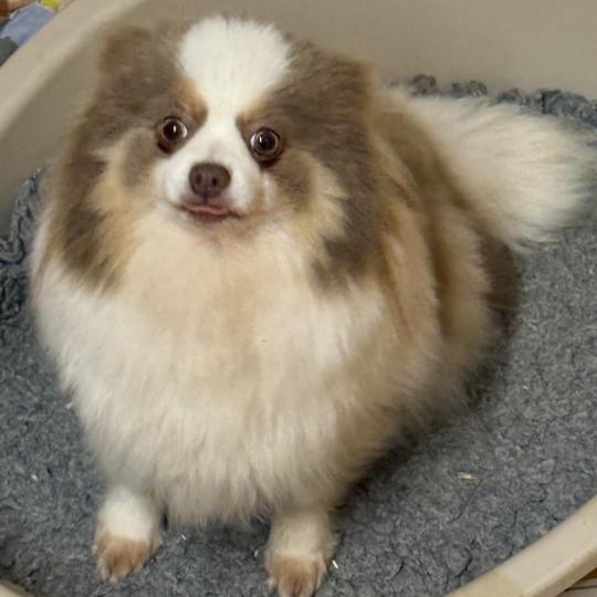 chien Spitz allemand blanc et chocolat Tan UVANE spitz Domaine de la Chantelaie