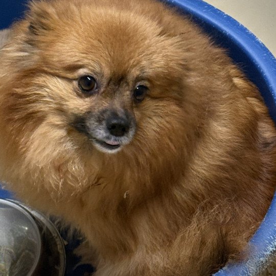 chien Spitz allemand sable charbonné UZETTE spitz allemand Domaine de la Chantelaie