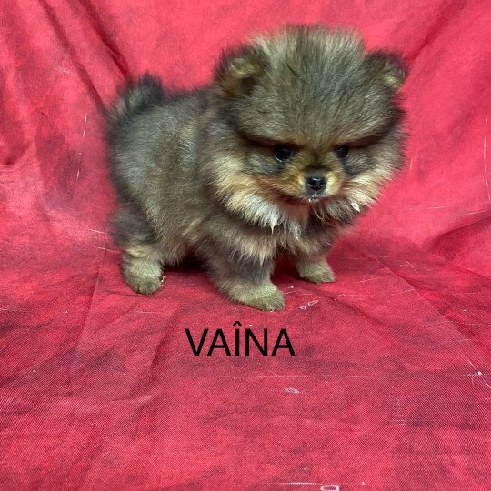 chiot Spitz allemand VAÎNA spitz allemand Domaine de la Chantelaie