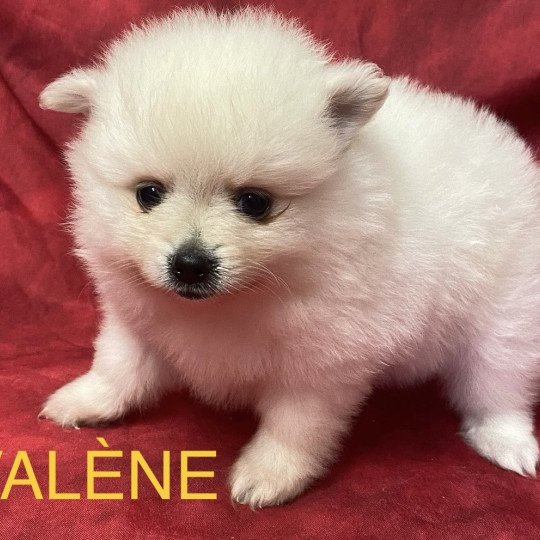 VALENE spitz Femelle Spitz allemand