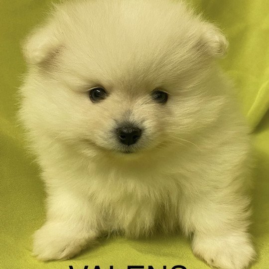 chiot Spitz allemand VALENS spitz allemand Domaine de la Chantelaie