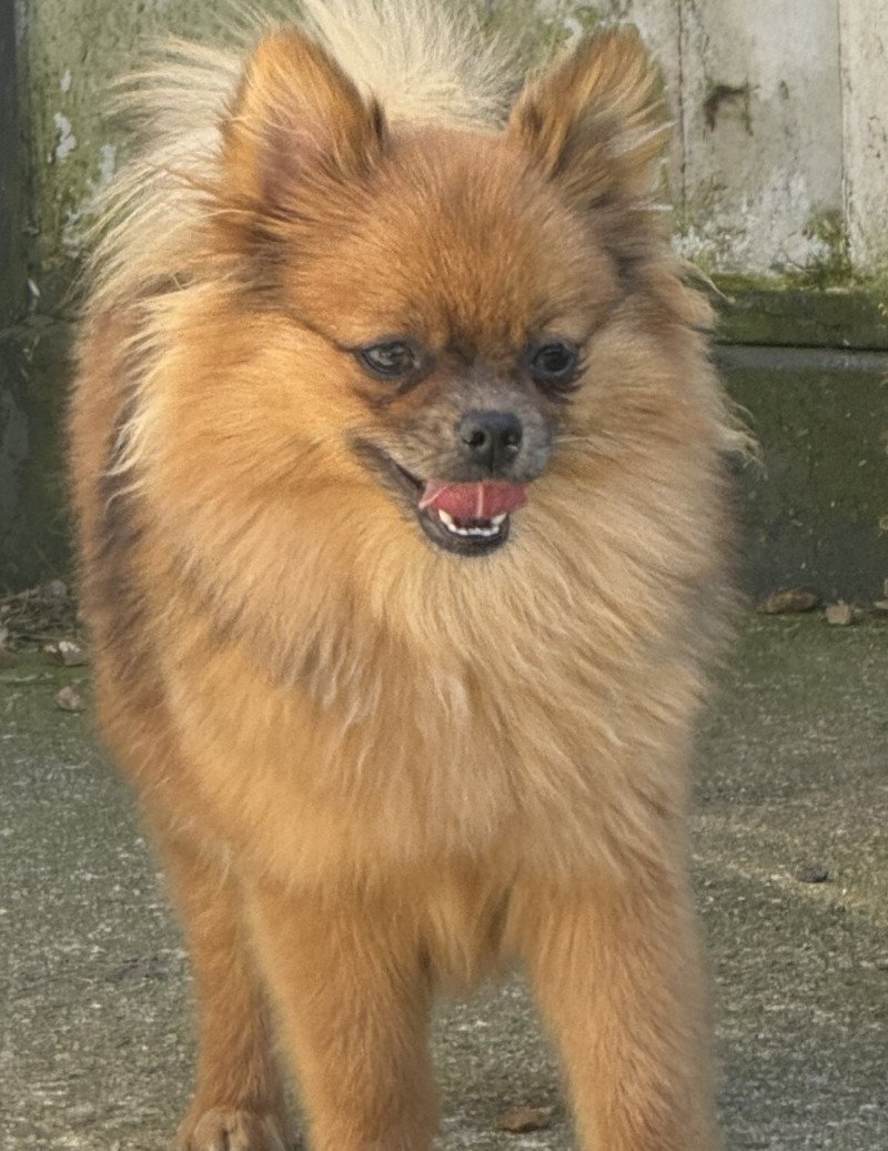 VALOMA spitz Femelle Spitz allemand