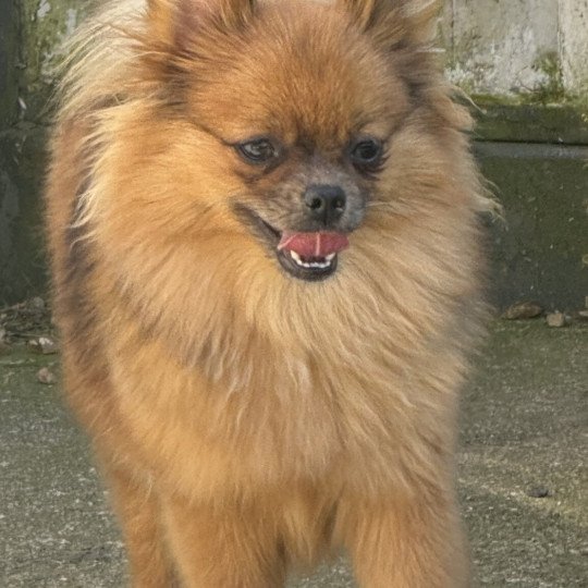 VALOMA spitz Femelle Spitz allemand