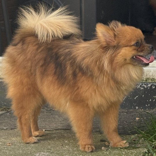 chiot Spitz allemand Roux merle VALOMA spitz Domaine de la Chantelaie
